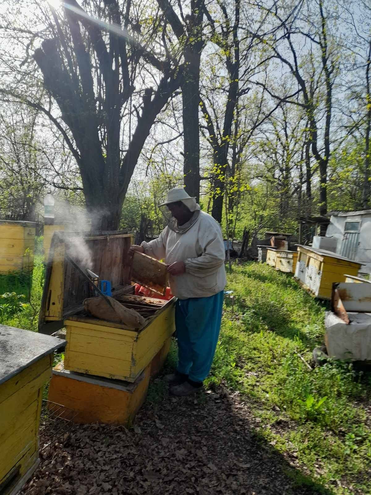 Продам пчёл (семьи)