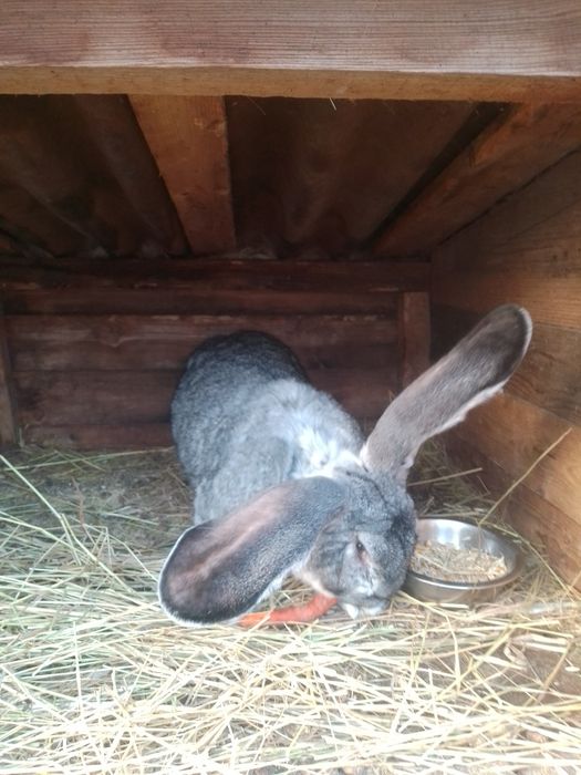 Бельгийский великан самец,рабочий