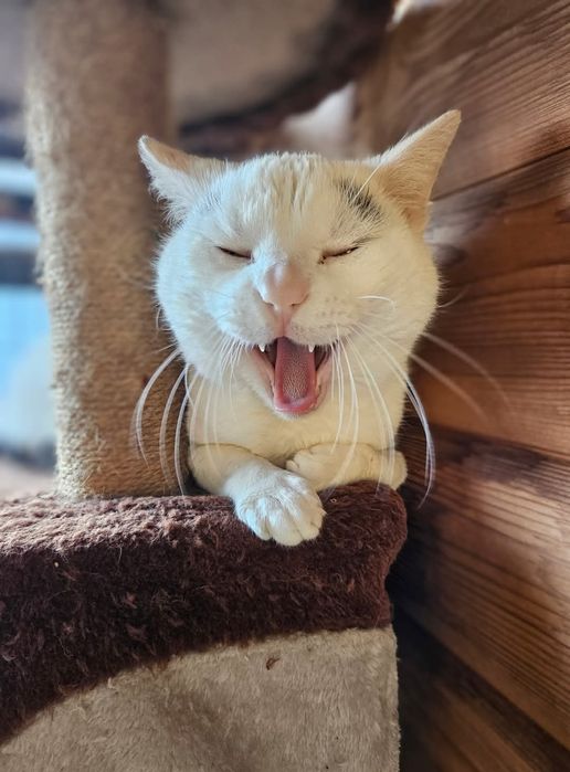 Kocurek Kortez czeka na dom