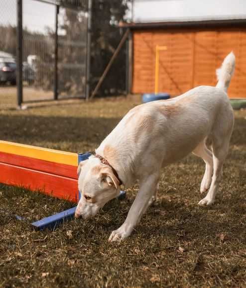 Przytulas Jumbo poleca się do adopcji!!