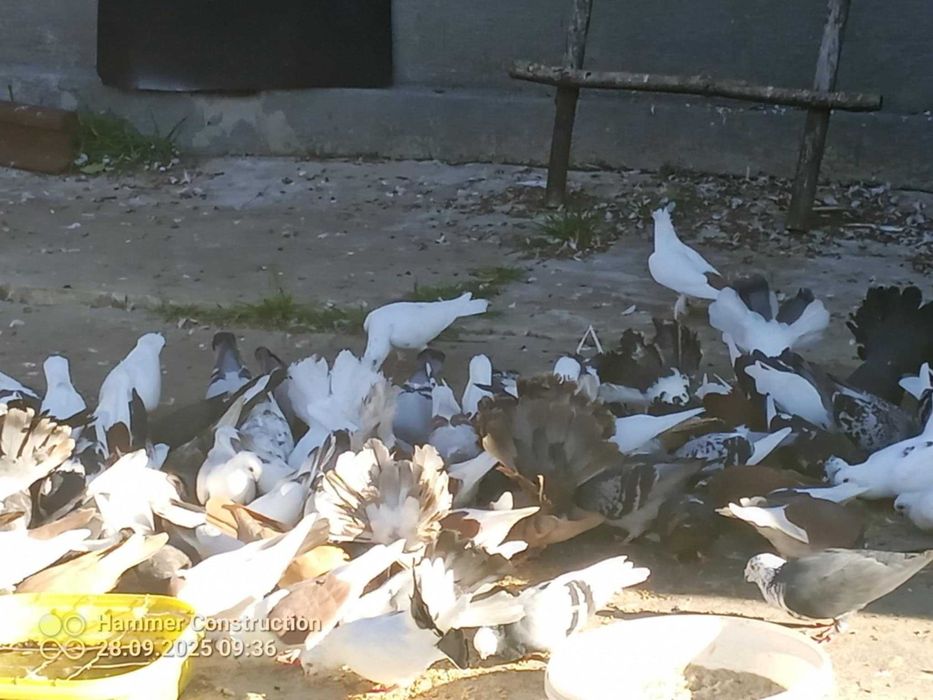 Sprzedam gołębie ozdobne