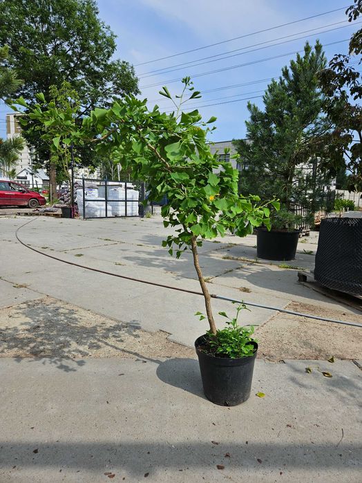 Miłorząb dwuklapowy (Ginkgo biloba) 150cm