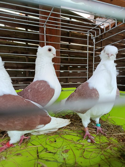 Gołębie ozdobne golab mewka mewki