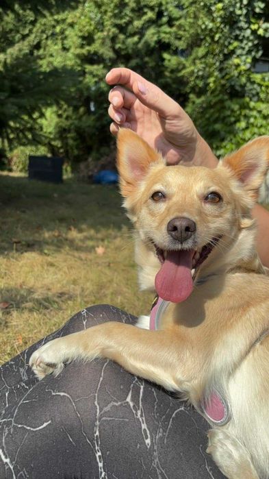 Cudna, przytulaśna, przekochana, wesoła sunia szuka domu