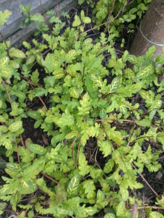 Продам саженцны самшита и японской жимолости вариагата