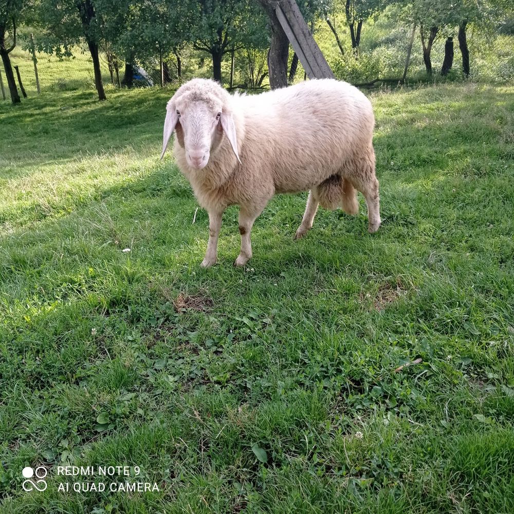 Sprzedam tryki berschaf