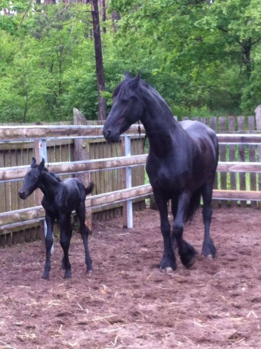 Жеребенок кобыла Фриза