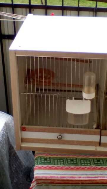 Regał dla kanarków z kanarkami / lub sam regał /