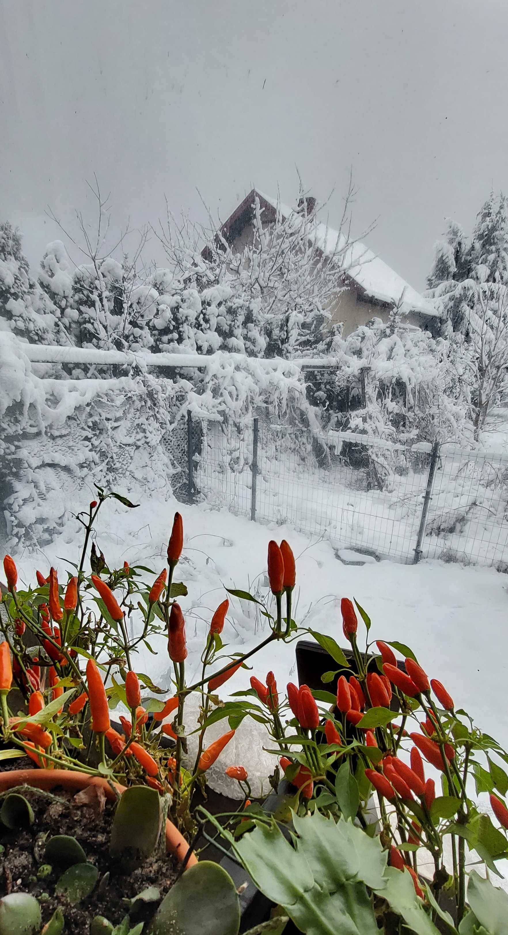 Papryczka chilli suszona cała, mała 1-3 cm.Porcja 10 g. Bardzo ostra!