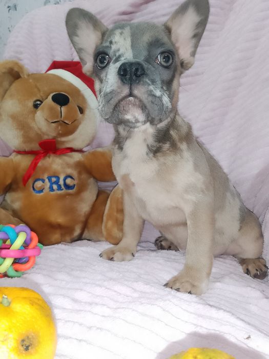 Щенки французики