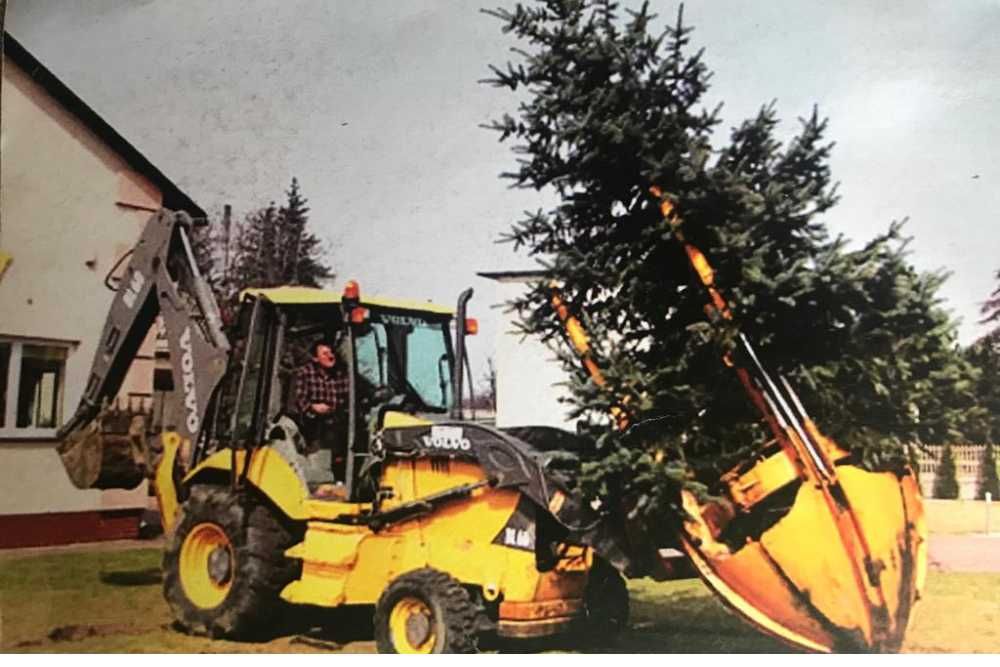 Drzewa ogrodowe: Brzoza brodawkowata "Purpurea"