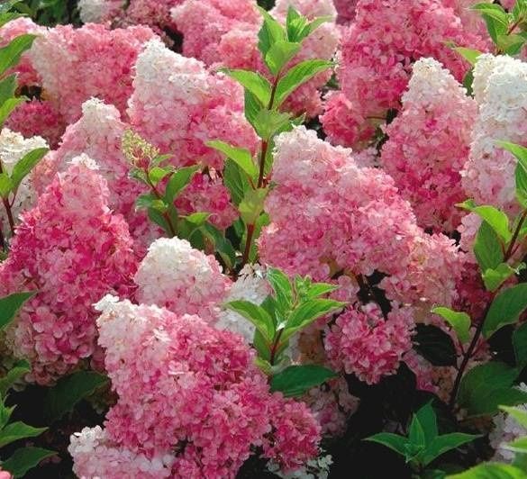 Hortensja bukietowa Biała Hydrangea Paniculata