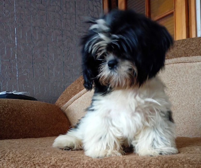 Дівчинка ші-тцу 3 міс