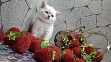 Нежные шотландские котята