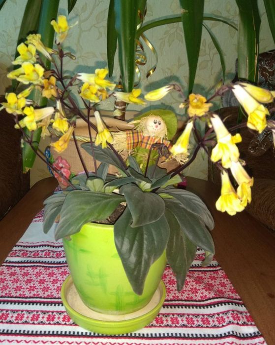 Примулини , хіріти