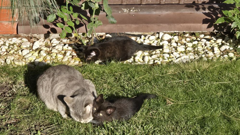 Котята в добрі руки