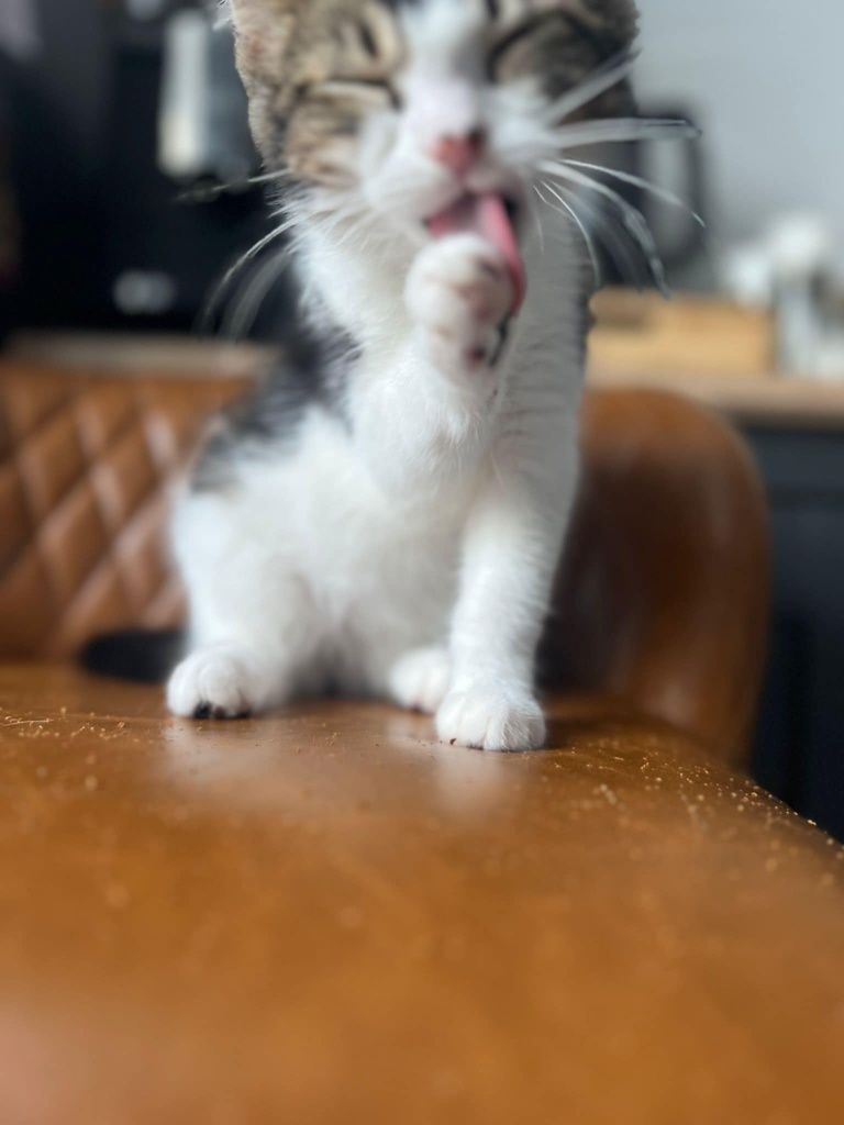 Kocurek do adopcji