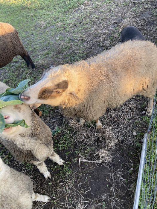 Cordeiro (com menos de 1 ano)