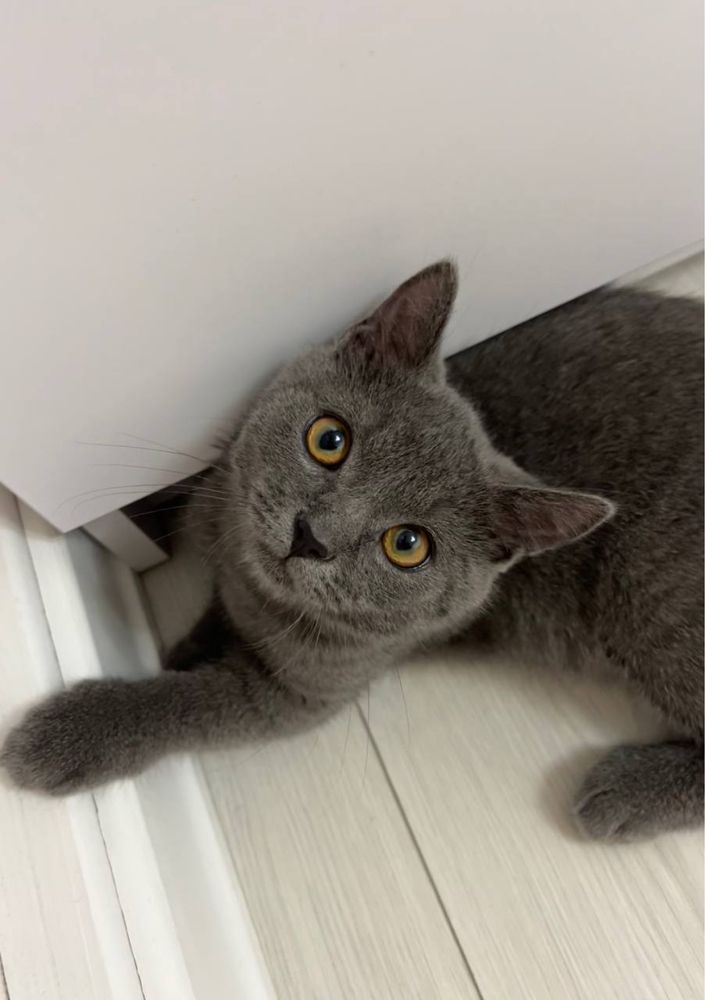 Котик, Британец