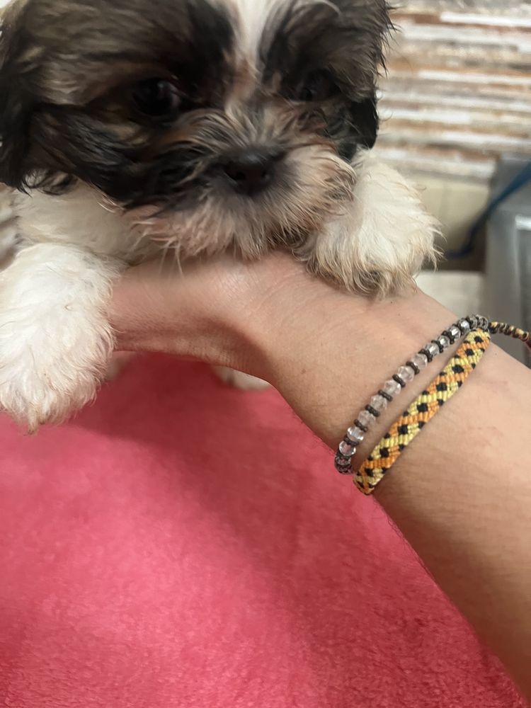 Shih tzu macho lindo