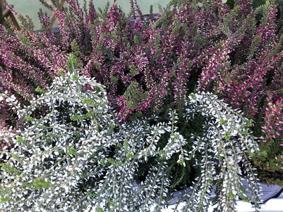 Вереск великий асортимент в контейнерах для висадки