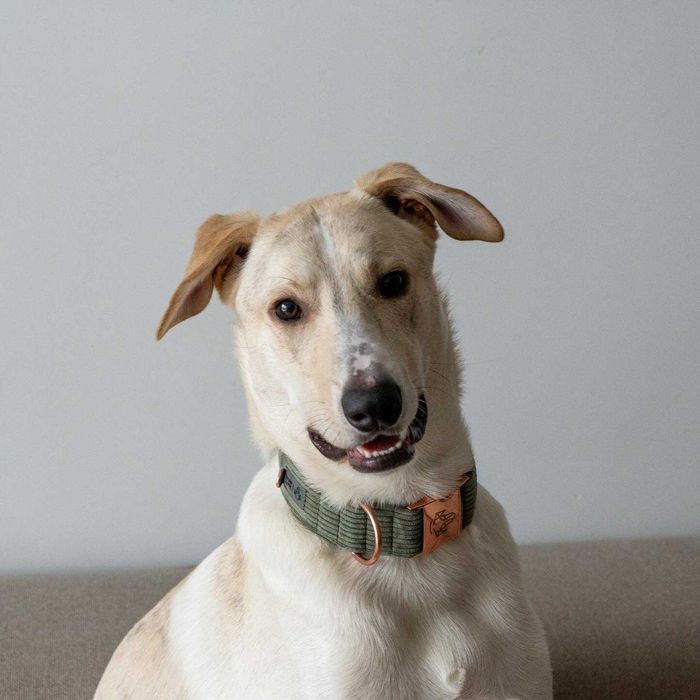 Pies Chart x Labrador PILNIE do adopci PROSIMY O POMOC Fundacja