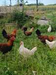 Koguty Zielononóżki, Leghorn, Liliput, Polski