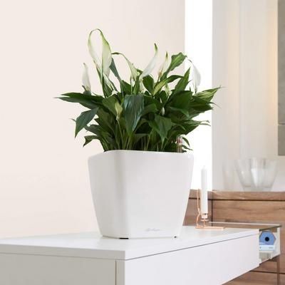 Вазон/Quadro Premaum Ls 28 Білий_16140 h=28