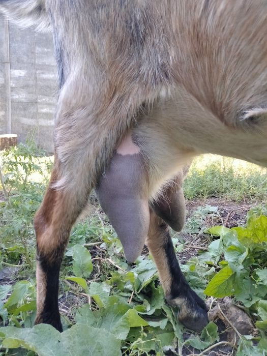 Продам дійну козу