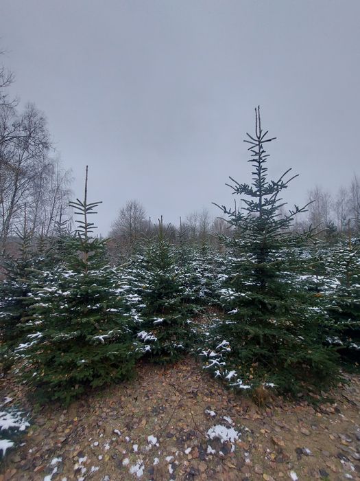 Choinki świerki zielone i srebrzyste