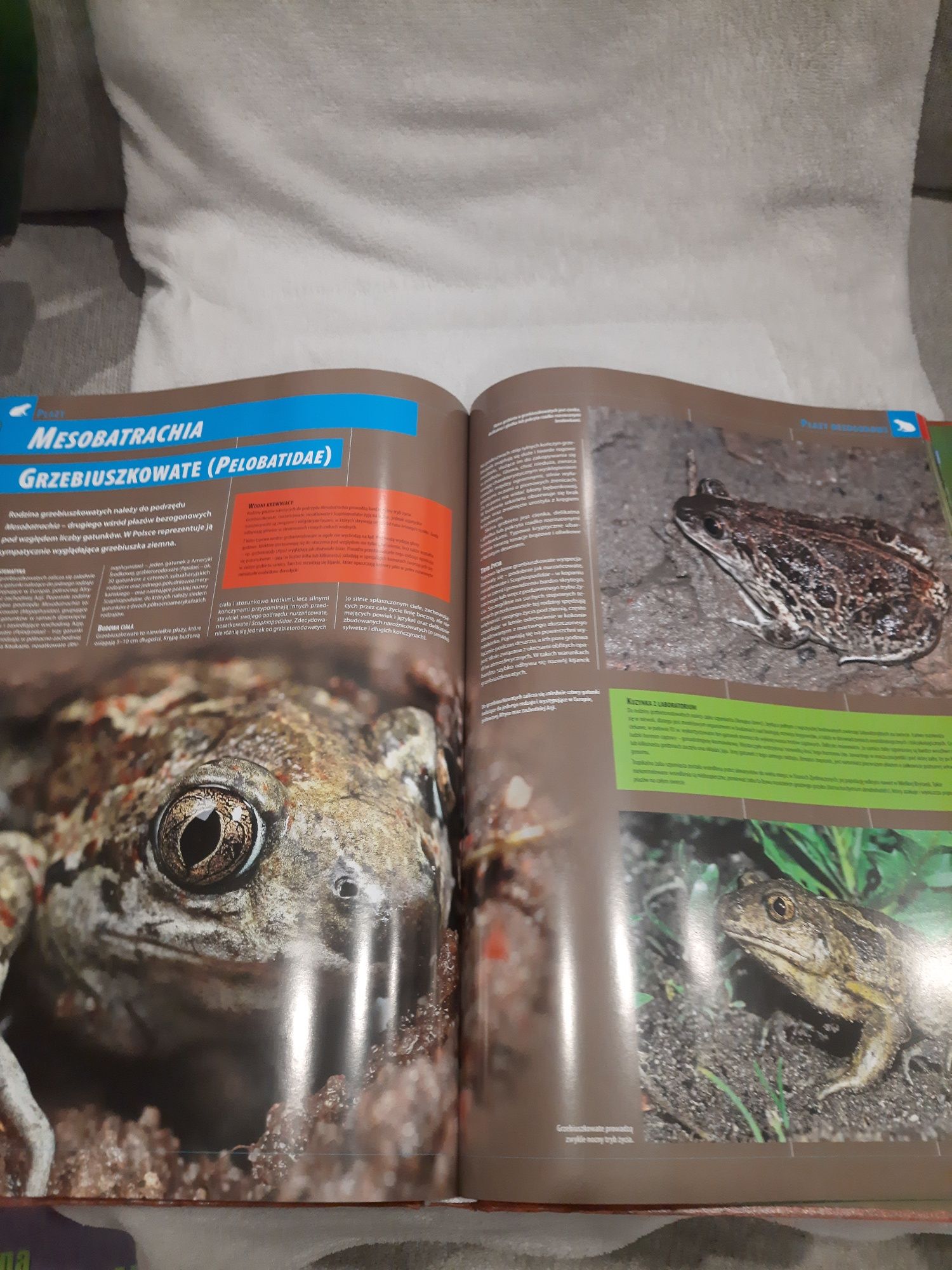 Encyklopedia. Płazy i gady Polski.