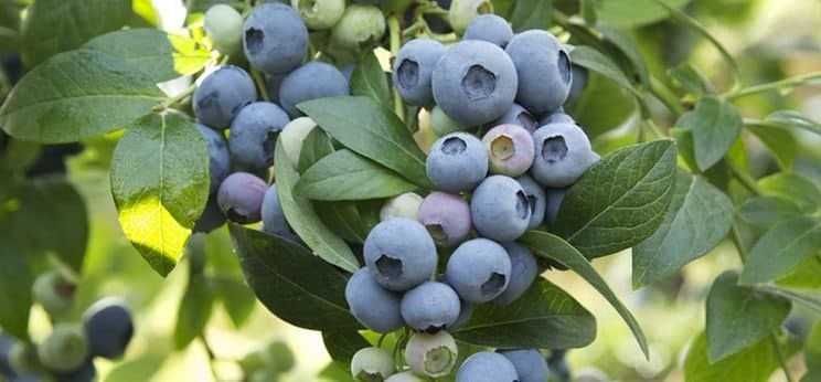 Саджанці лохини, жимолості