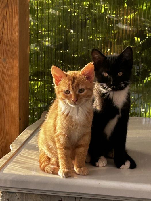 Oddam kocurki w dobre rece