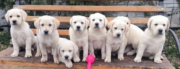 Офіційний розплідник Лабрадор Ретрівер 
Щеня Шоколадний Лабрадор Ретри