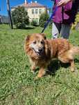 Lord - starszy piesek do adopcji