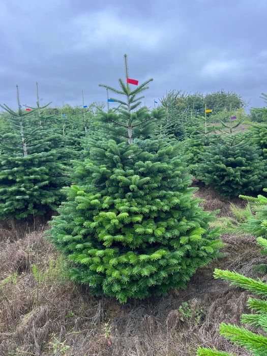 Jodła Kaukaska Cięta 200-270 cm DUŻE ILOŚCI