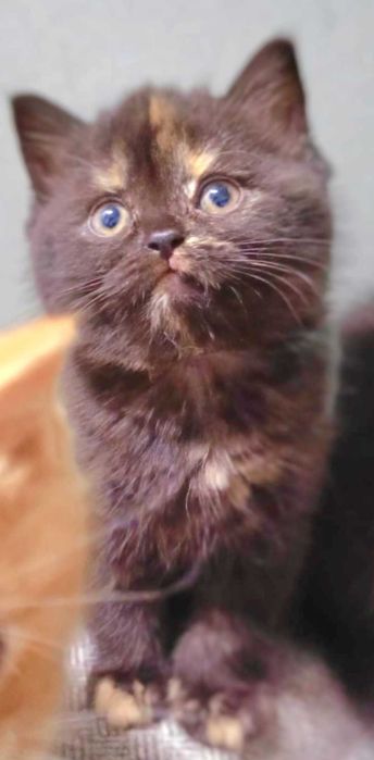 Kot Brytyjski   Rodowód PZF/WCF