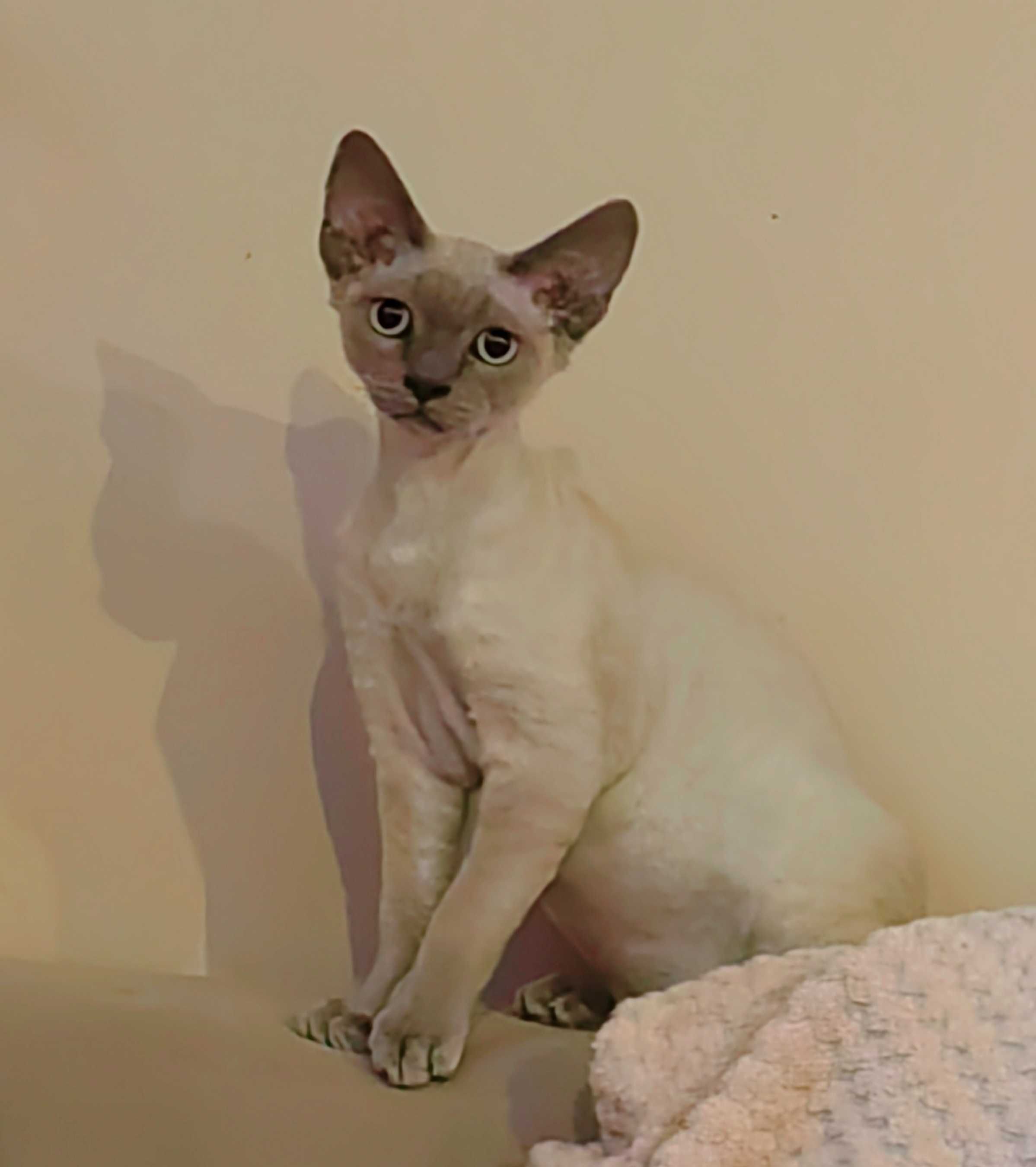 kocurek niebieski tonkijski point Devon rex