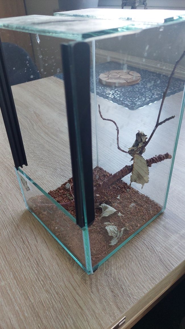 TERRARIUM SZKLANE 15x15x25 GILOTYNA dla patyczaka  pająka modliszki