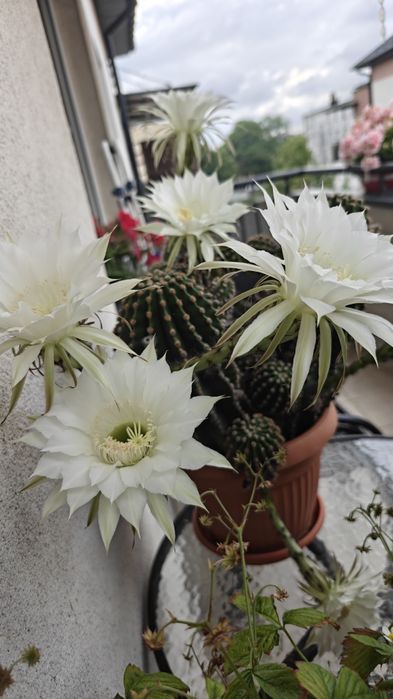 Okazały, kwitnący kaktus Echinopsis - piękne, duże kwiaty!
