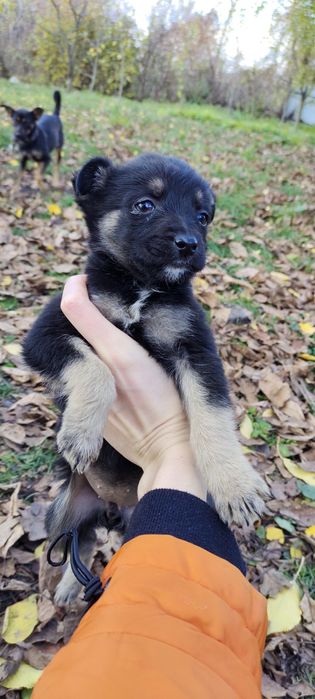 Терміново! Собачки собаченята песики в добрі руки Козятин Глухівці