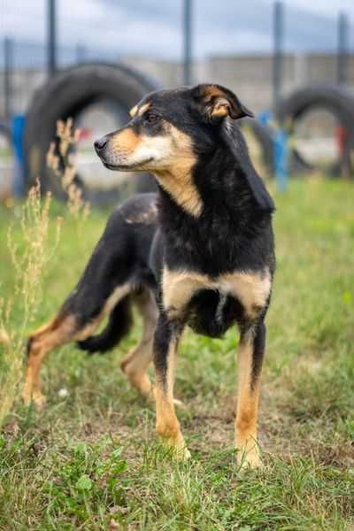 Wrażliwy Fox szuka cierpliwego domku