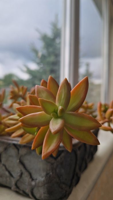 Пропоную Сукулент Седум