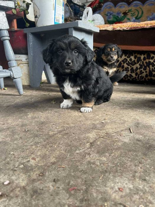 Цуценята/щенки безкоштовно Позняки маленька порода