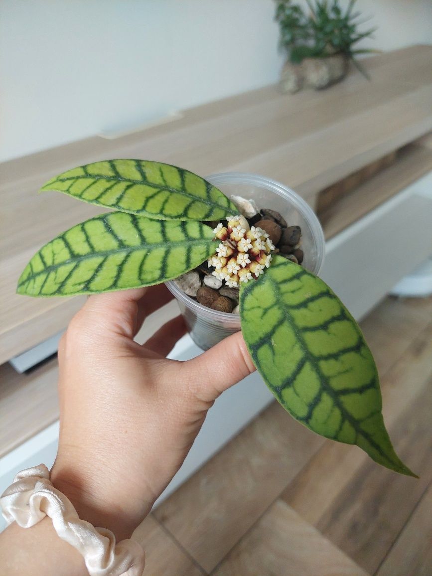 Hoya callistophylla ukorzeniona Kraków