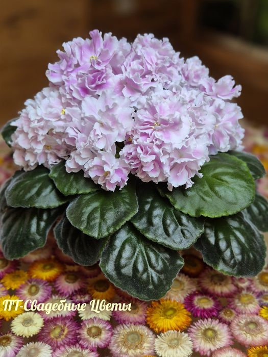 Сортові фіалки: дітки та свіжий зріз