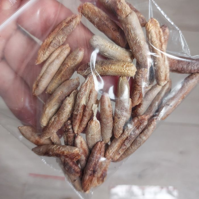 Bio Nasiona Daktylowca Właściwego, organiczne - Phoenix Dactylifera -