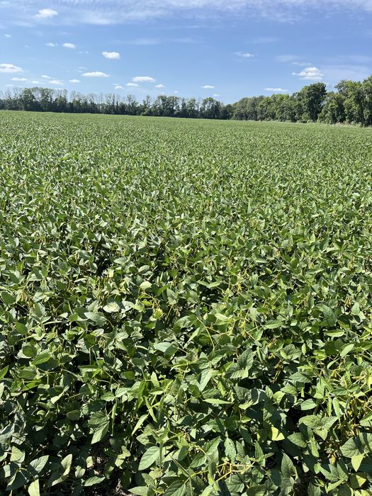 Високоврожайний сорт сої Drem. Перша репродукція