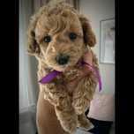 Suczka Maltipoo F1b - zarezerwowana