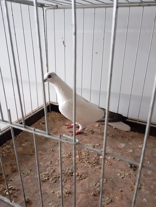 Bocian budapesztański